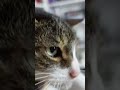 WHEN YOUR CAT IS THE BEST MUSIC PRODUCER 😂
