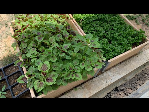 Video: Petua Berkebun Sayuran: Memulakan Berkebun Sayur Belakang Rumah Di Halaman Anda