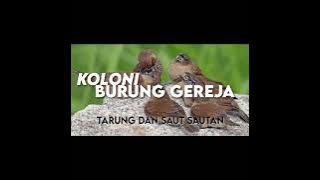 isian Koloni BURUNG GEREJA ,langsung nyaut , masteran mp3 , suara jernih dan keras