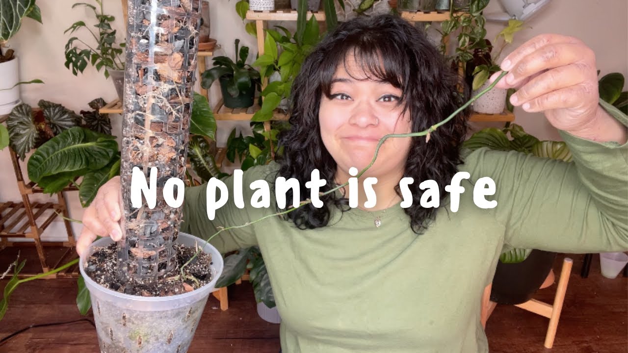 Plant chores !! Chopping my entire Amydrium and saving my atrocious Bamboo plant