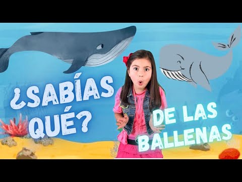 Video: ¿La ballena es un pez o un mamífero? Datos interesantes sobre las ballenas