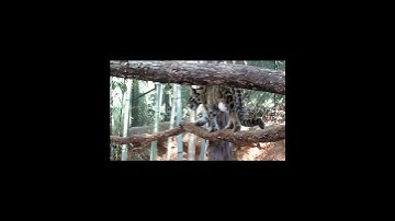 Clouded Leopard walks on tree branches. #cloudedleopard #leopard #shorts #bigcats