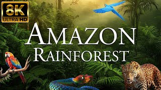 Amazon Rainforest 8K ULTRA HD | Wildlife of Amazon Jungle | Forest Animals