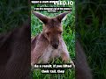 Factsprint rapidinsights quickiq knowledgecapsule speedyedutainment miniknowledge kangoro