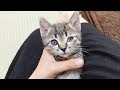 子猫の左目がおかしくなったので急遽病院に