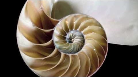 Doodling in Math: Spirals, Fibonacci, and Being a Plant [1 of 3]