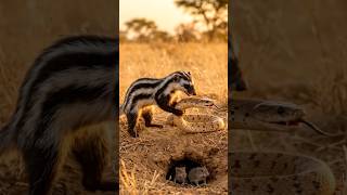 Fearless Hunter vs Deadly Snake 😱 | Savage Jungle Showdown #shorts #ai #viral