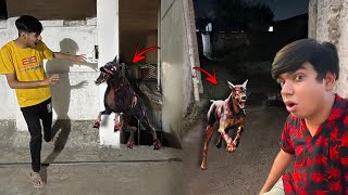 Mini Zoo Mein Zombie Dog Aa A Mavi Dr Gea
