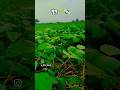Moong 🌱 | Arun yaduwanshi vlogs | #trendingshorts #viral