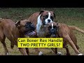 Can Boxer Rex HandleTWO PRETTY GIRLS? 😍😍