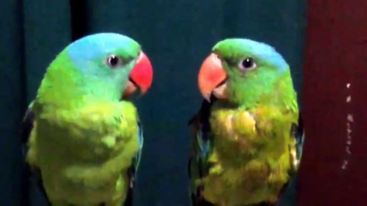 Getting to know Koko, our new Blue-naped Parrot | Ralph & Dia Vlogs