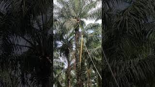 Lunaknya pelepah#bersihin sawit gondrong#shorts