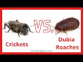 Dubia Roaches vs Crickets For Bearded Dragon | Which One is Best?