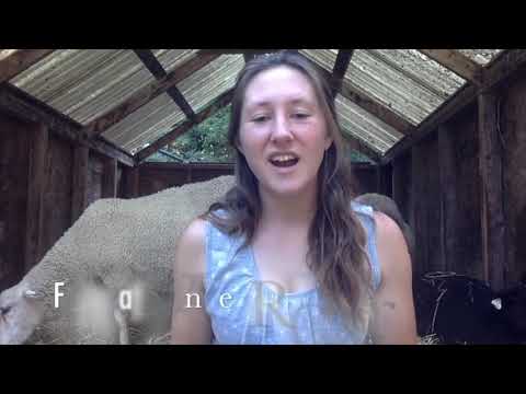 NY State Sheep and Wool Festival: In the Breed Barn with Finnsheep