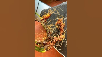 🍀🥂👍Siêu phẩm ngọc linh rừng Trọng lượng 215gr 2 củ sâm rừng Siêu Vip. Tuổi sâm trên dưới 30 năm