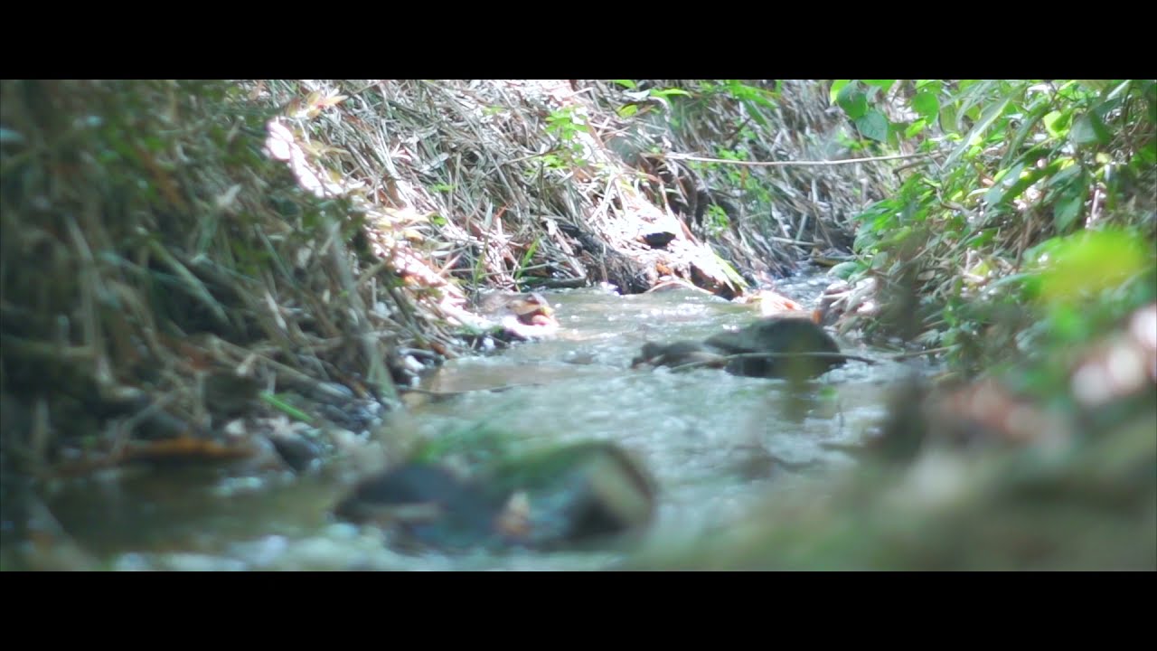 Javeriana Cali, un bosque urbano que coexiste con la biodiversidad