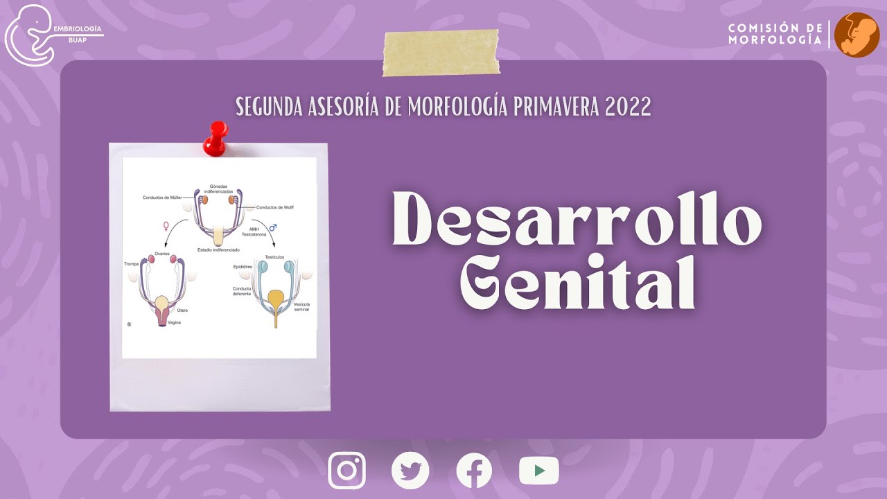 Desarrollo Genital I Laboratorio de Embriología BUAP