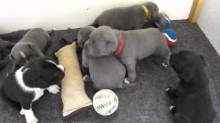 chiots Staffordshire Bull Terrier ( staffie)