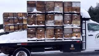 Loading Bees At Below 0 Degrees