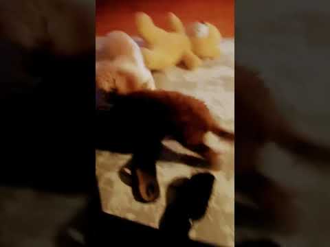 Poodle vs ToyPoodle