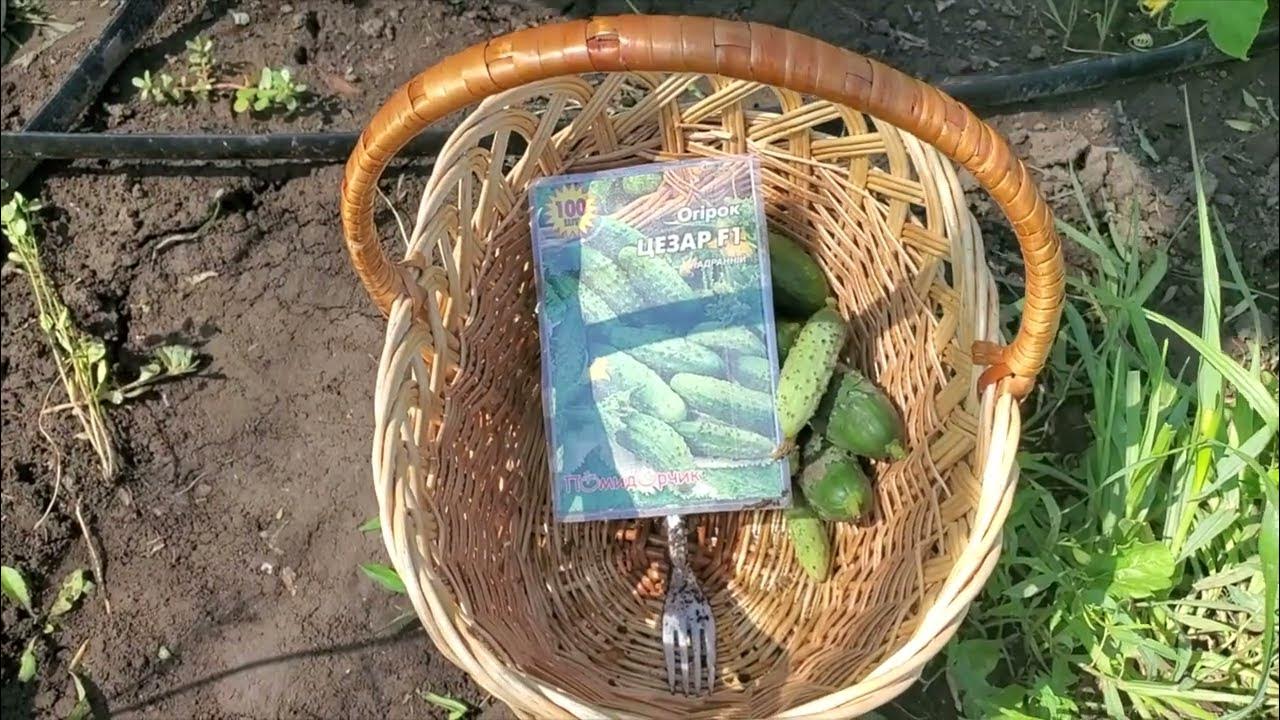 Семена огурцов Цезарь F1. От семян до урожая. - YouTube