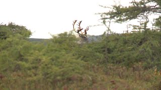 Caribou Spike Camp- Winchester Deadly Passion- Full Episode