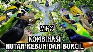 Suara pikat burung cucak ijo kombinasi hutan kebun dan burcil