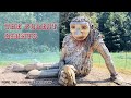 Bernheim forest giant | road trip louisville KY