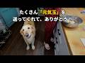 【奇跡】骨肉腫で弱ったゴールデンレトリバーが驚くほど元気を取り戻した日
