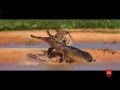 Most Amazing Wild Animal Attacks Top 10 Craziest Animal Fights Caught On Camera Buffalo Attack Most Amazing Wild Animal Attacks Top 10 Craziest Animal Fights Caught On Camera Buffalo Attack