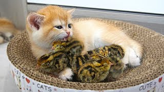 The kitten jumps into the basket to embrace and sleep with tiny birds. Birds entwined with kitten