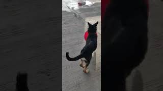 Download Lagu #siri siri playing MP3