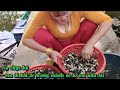 Em đi bắt ốc trúng mánh ốc to em nấu lải ra chục ký 