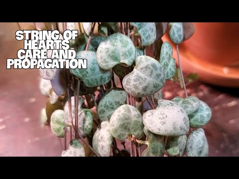 STRING OF HEARTS CARE AND PROPAGATION | Easy Care For Ceropegia Woodii #stringofhearts #houseplants