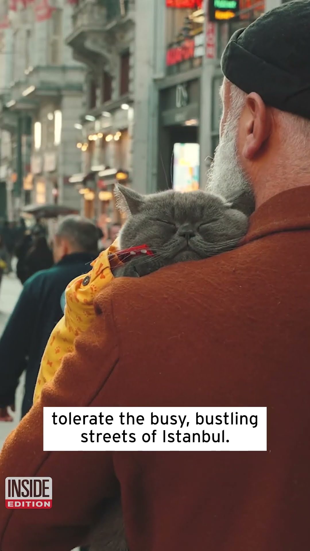 Stylish Cat Owner Walks Around Istanbul With Feline on His Shoulder #shorts