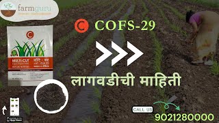 CO(FS)-29 लागवड पद्धत । Sowing Process | Superb product for dairy farms farmguru agriculture