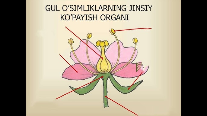 Uyda paypoqda ruscha jinsiy aloqa Rus qoshni bilan jinsiy aloqa video