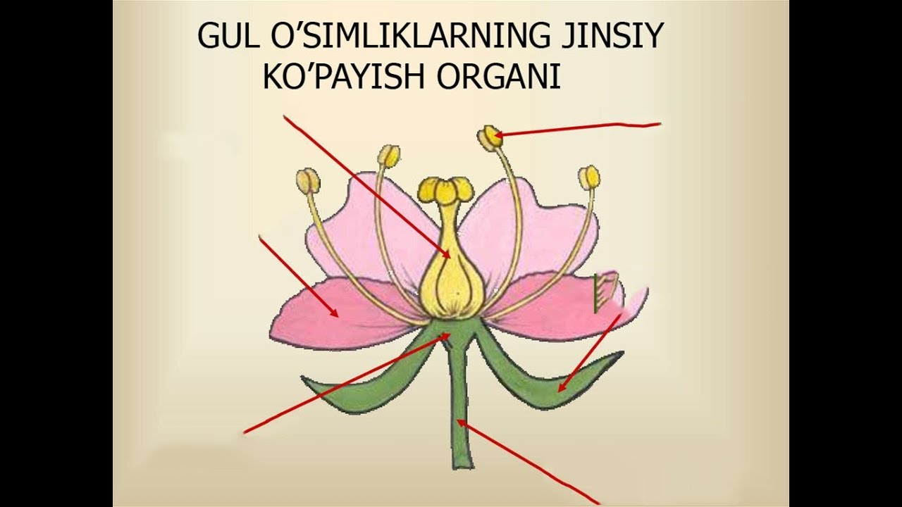 O gul. Гул купайиш органи. Органы в виде цветов. Усимликлар органи. Гул тузилиши.