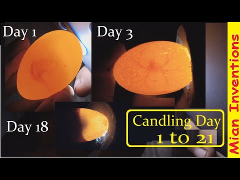 Chicken egg candling day 1 to 21 - CHICKEN EMBRYO DEVELOPMENT