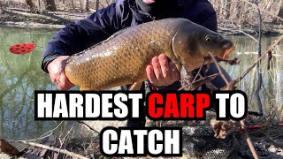 Finally caught my nemesis- Winter Carp in the Rouge River by Ladybug Adventures 101 views 2 months ago 5 minutes, 45 seconds