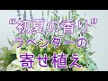 ガーデニング初心者向け！ラベンダーの『寄せ植え』カラーリーフの株分け方法でセンスアップ♪