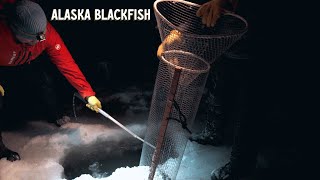 Setting a Trap Under the Ice For Blackfish
