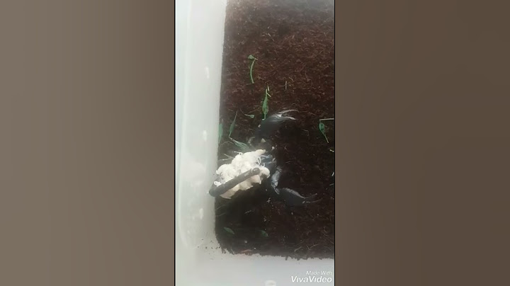 Scorpion babies on mothers back