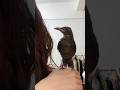 Shorts shortsanimalshorts cute rescue healing birds