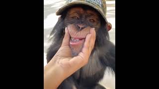 Monkey alo alo shorts videos