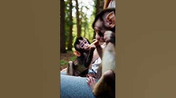 Playful Baby Monkeys - Simple Compose