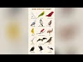 DECE Birds identify Activity video Day -13