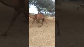 camel animal video thar parkar good manzr‎@LuckyCamel11