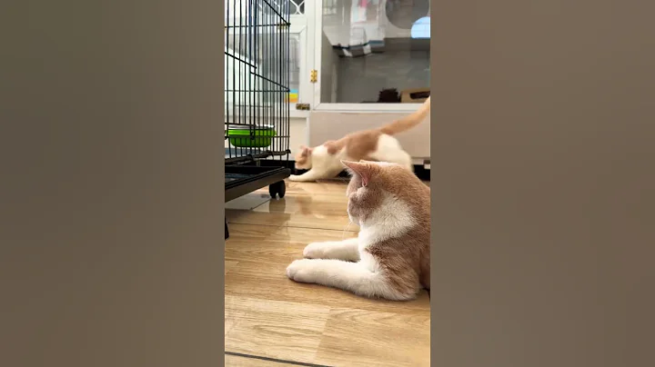 Watch the video about The cats playing and watching video #cats #britishshorthair #bsh #jinseicattery #funnycats