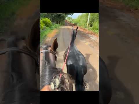 Mangalarga Marchador marcha